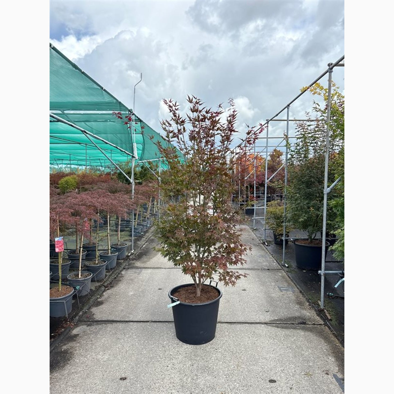 Japansk lönn – Acer pal. 'Atropurpureum' - C90 250-275 CM